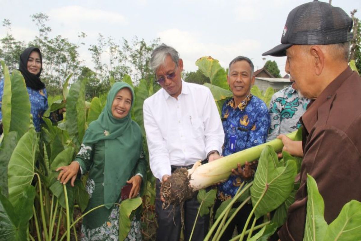 DP3 Sleman dorong petani tanam talas perkuat ketahanan pangan