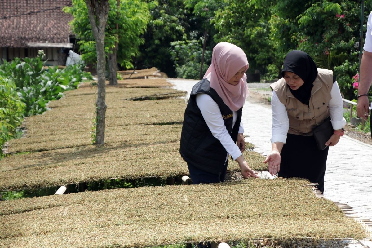 APTI harapkan Presiden Prabowo Subianto melindungi jutaan petani tembakau