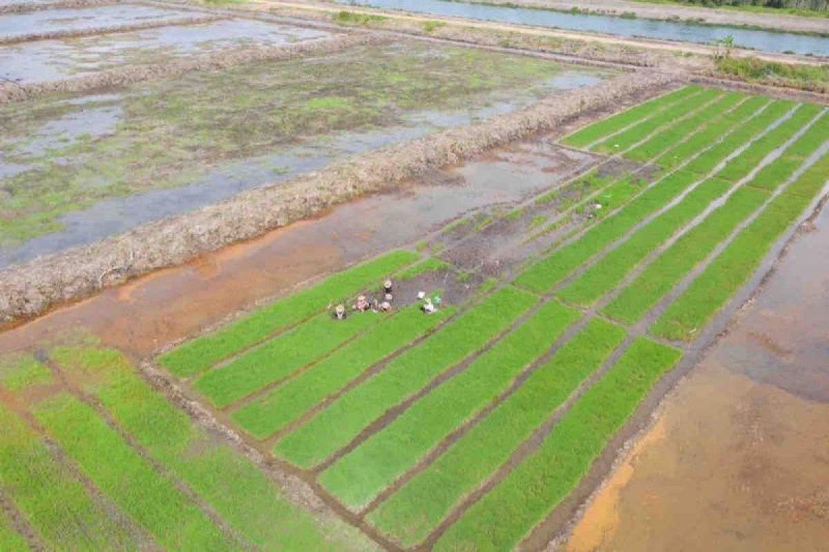 Cetak sawah baru bisa wujudkan swasembada pangan