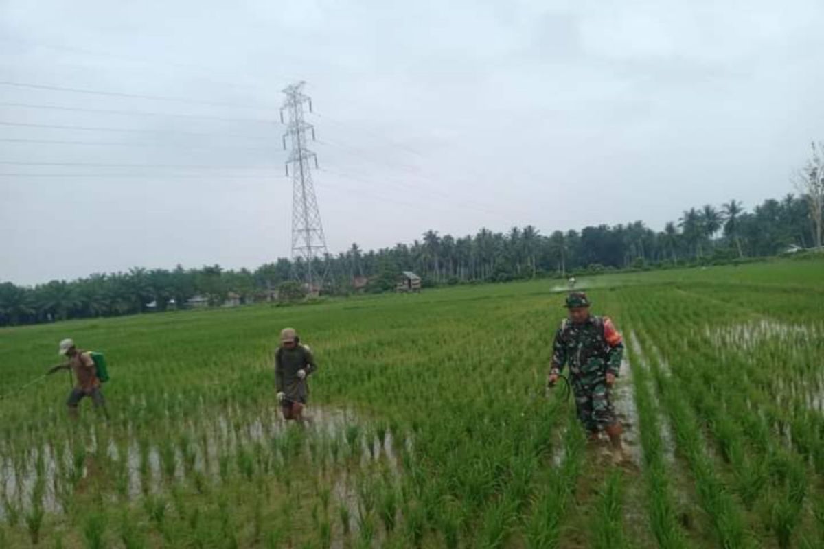 Kodim Pasangkayu Sulbar berantas serangan Gulma tingkatkan produksi padi