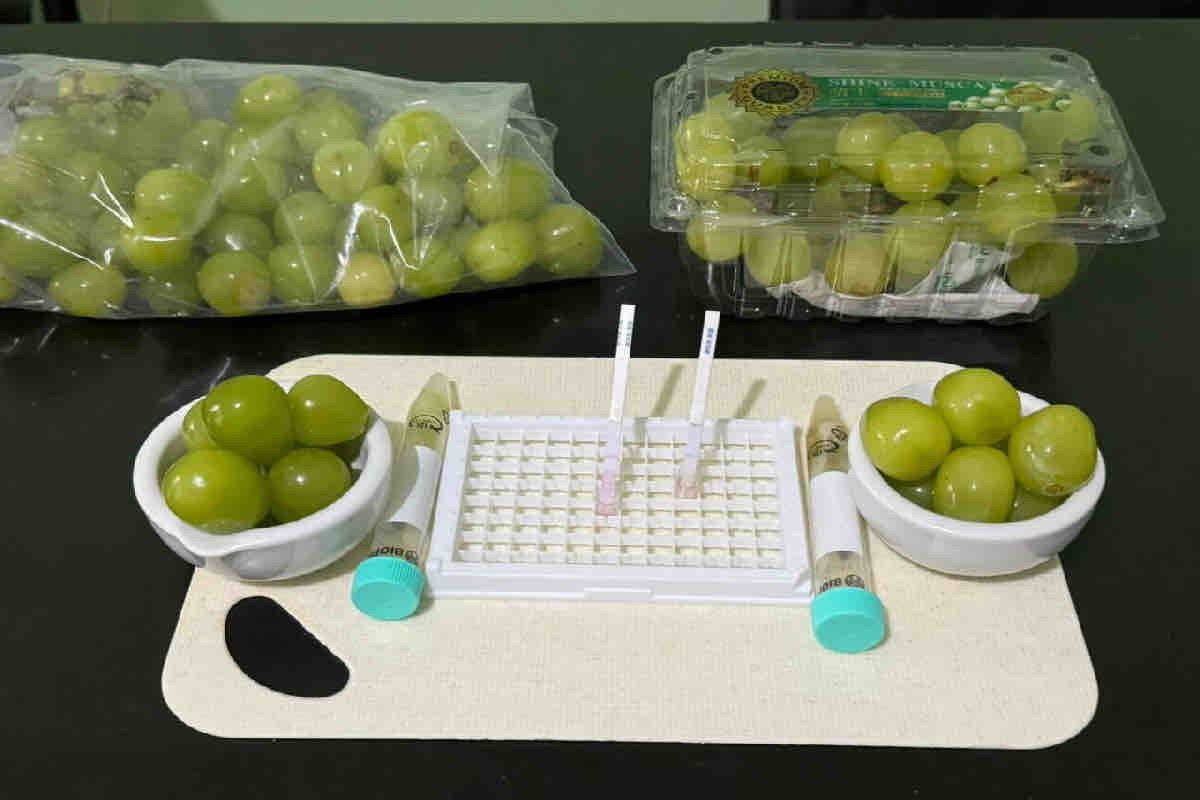 Rapid test shows muscat grapes safe for consumption:  Bapanas