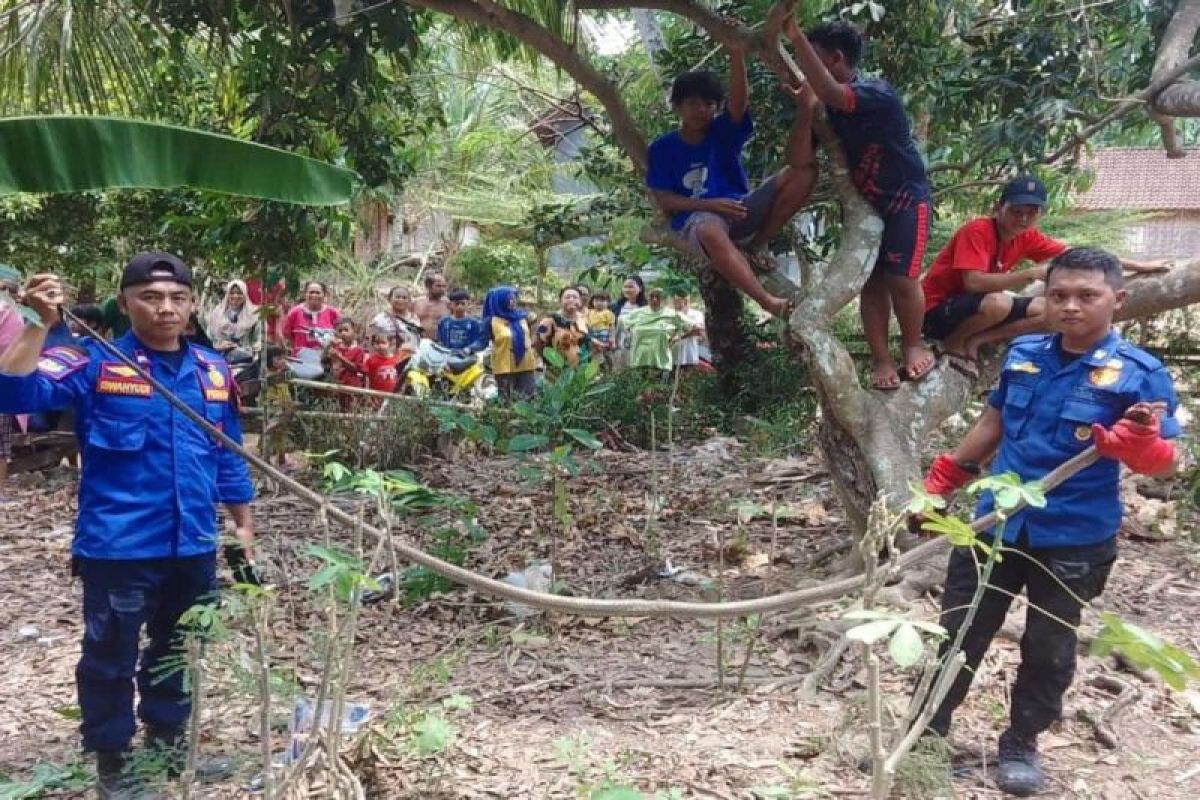 Damkarmat Lamsel evakuasi ular king cobra tiga meter