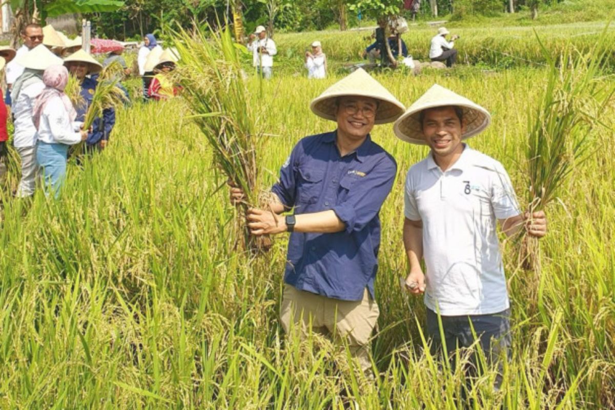 Peneliti FT UGM olah batu bara kalori rendah menjadi pembenah tanah