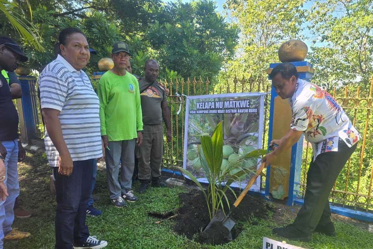 Pemkab Jayapura canangkan tanam pohon kelapa tingkatkan ekonomi keluarga