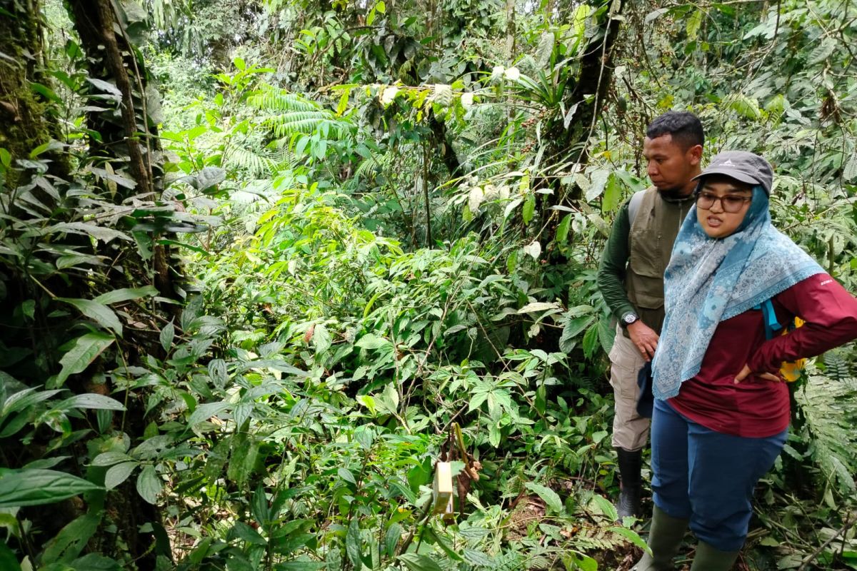 Inang tumbang, 10 knop bunga Rafflesia di Agam gagal mekar