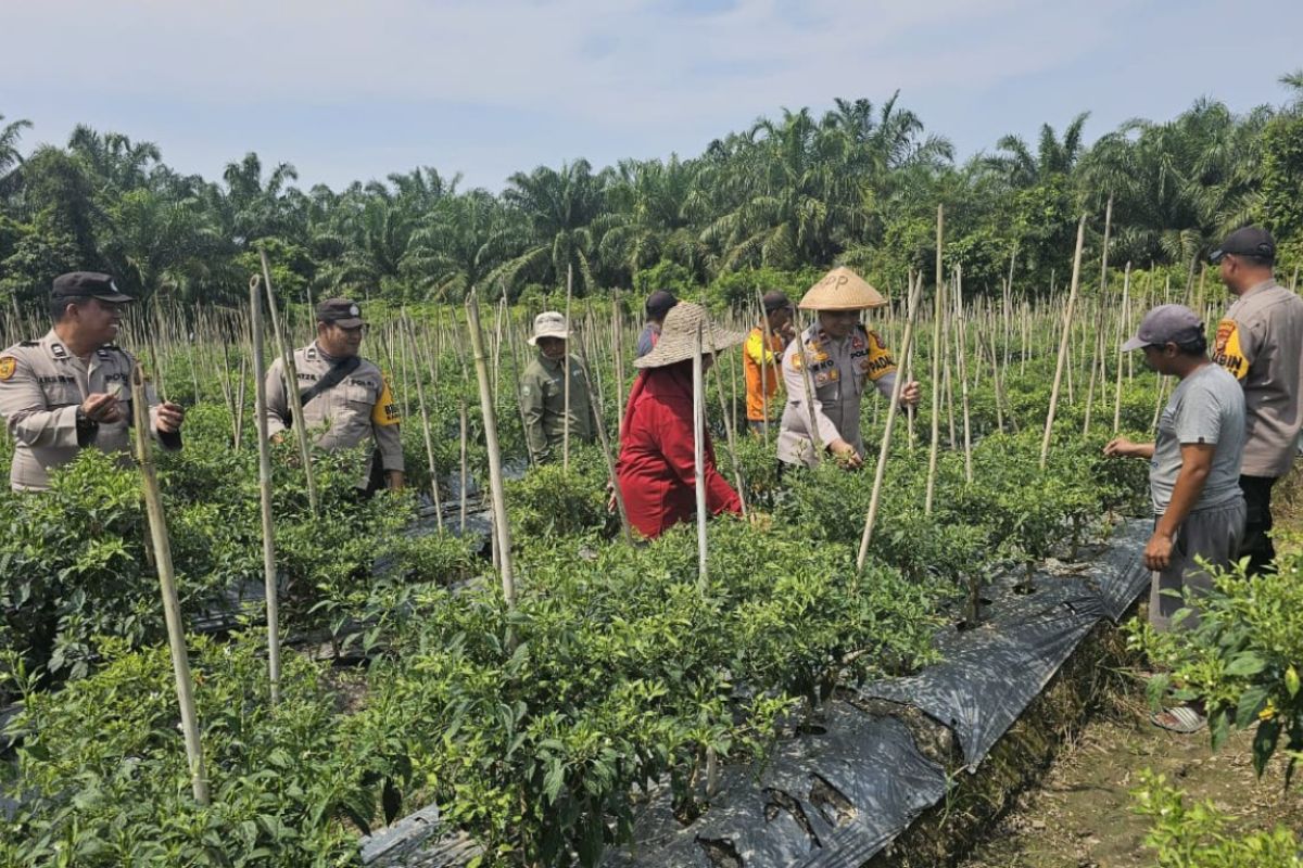 Ini pesan Kapolsek kepada petani cabe di Kecamatan Siak Kecil