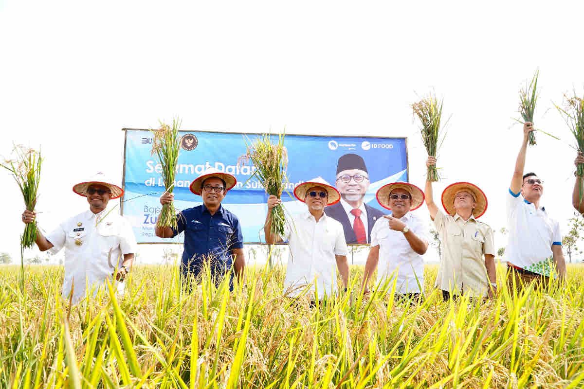 Bapanas encourages use of superior rice seeds for self-sufficiency