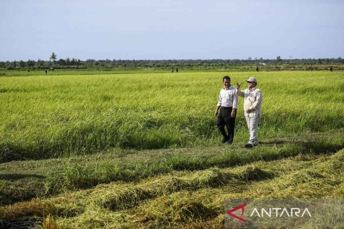 Merancang sistem agribisnis untuk efektivitas Food Estate di Indonesia