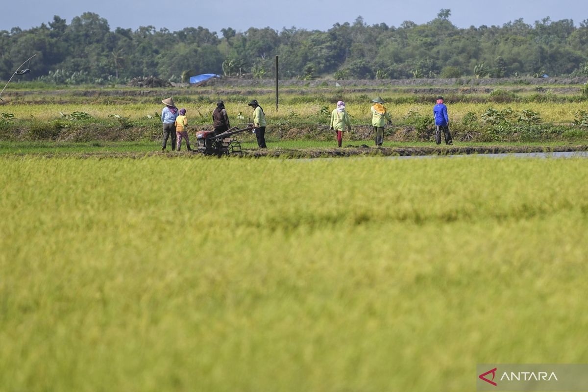 Prabowo tinjau lahan percontohan lumbung pangan di Merauke