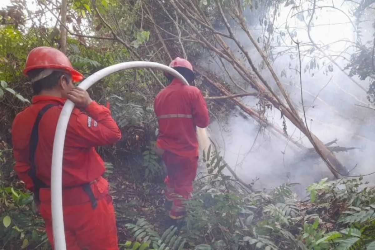 Jumlah karhutla Sumsel berkurang dampak musim hujan