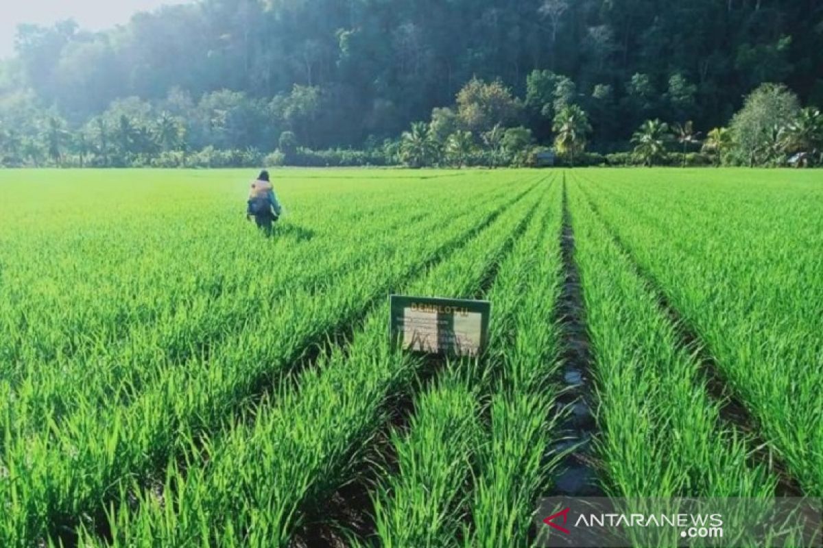 Menko Infrastruktur:  Swasembada pangan penting bagi kebutuhan domestik