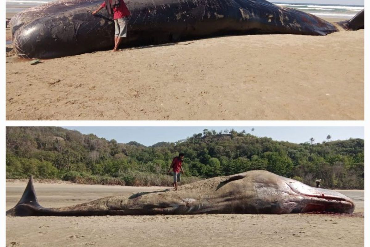 Paus sperma terdampar di pesisir pantai Sumba Timur