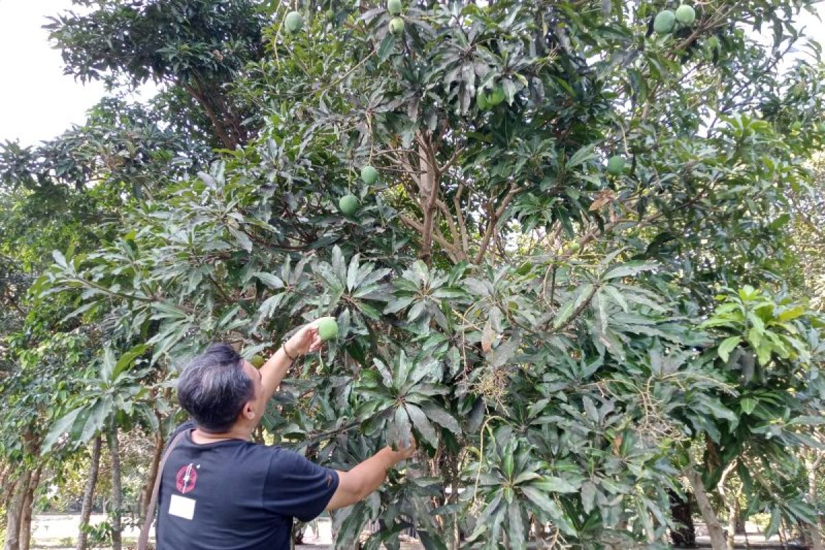 Menjaga lestarinya varietas mangga Mentaram untuk ekonomi rakyat