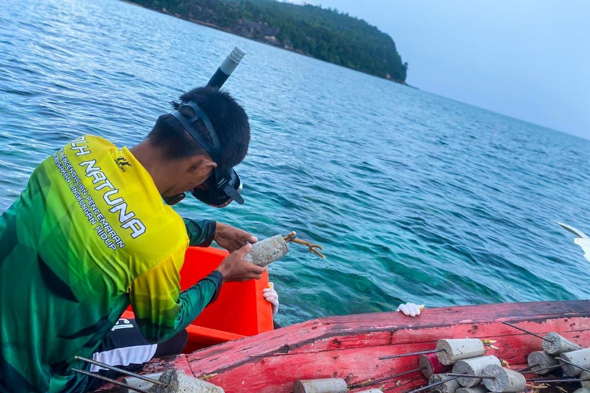 Pemkab Natuna tanam 600 terumbu karang di lokasi geosite