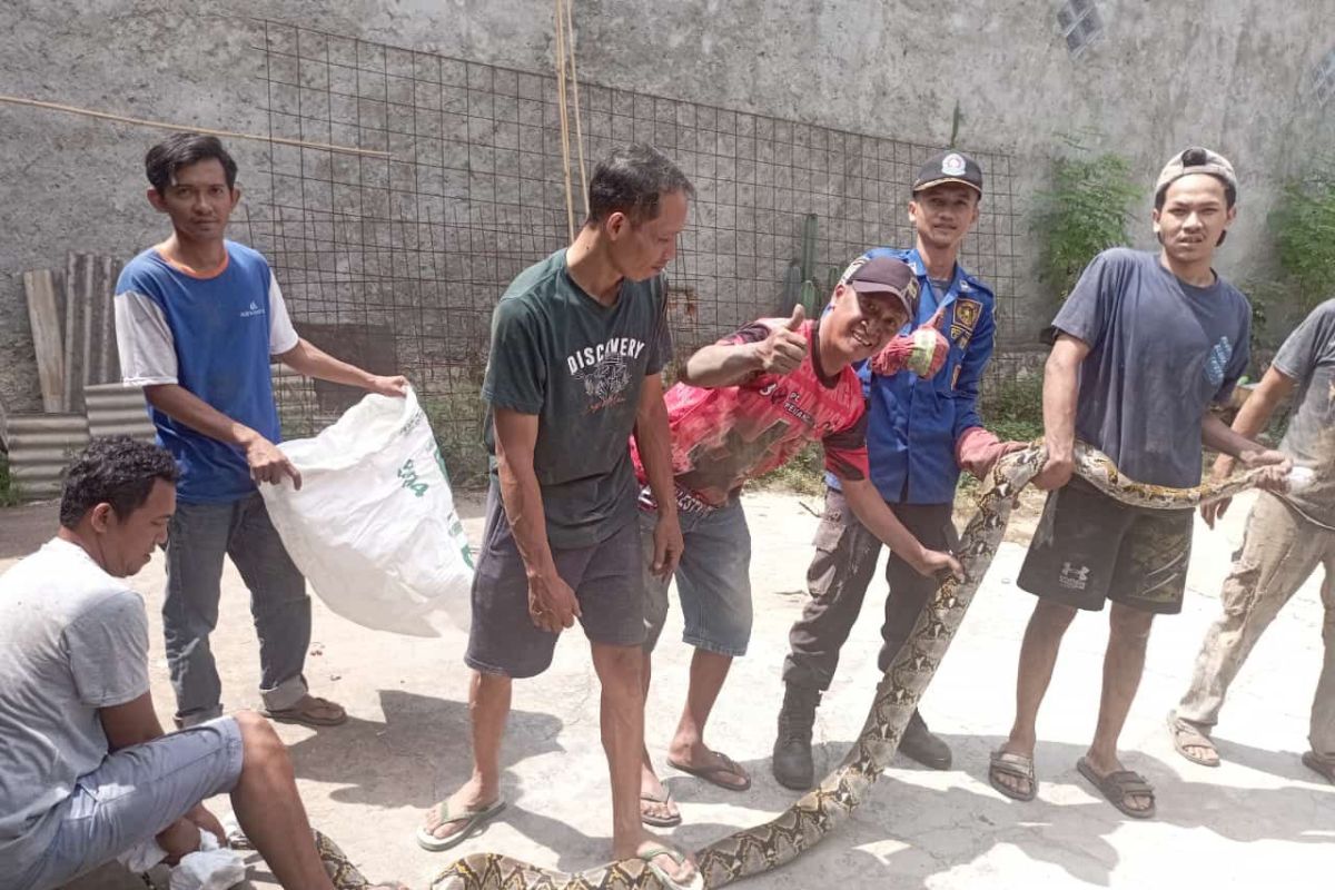 Damkarmat evakuasi ular sanca 3,5 meter dari rumah warga di Lampung Selatan