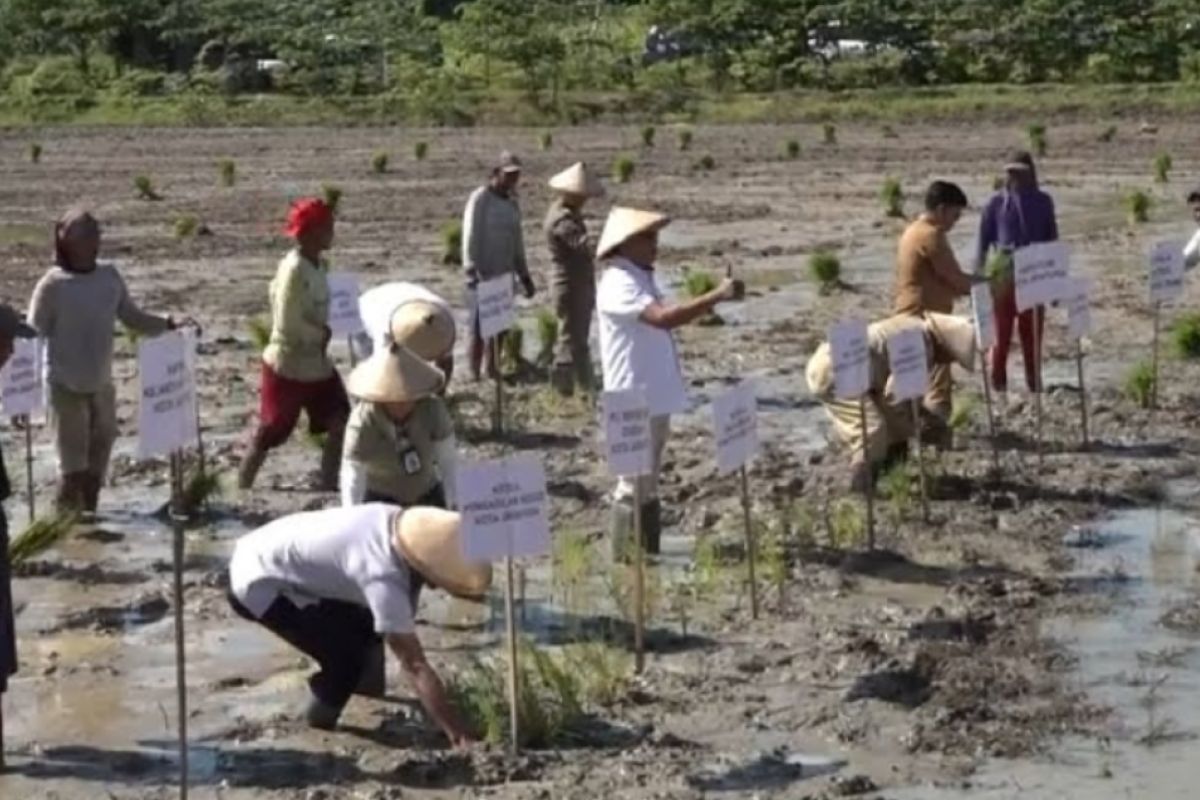 Distan kembangkan 19 ribu hektare lahan pertanian Muara Tami