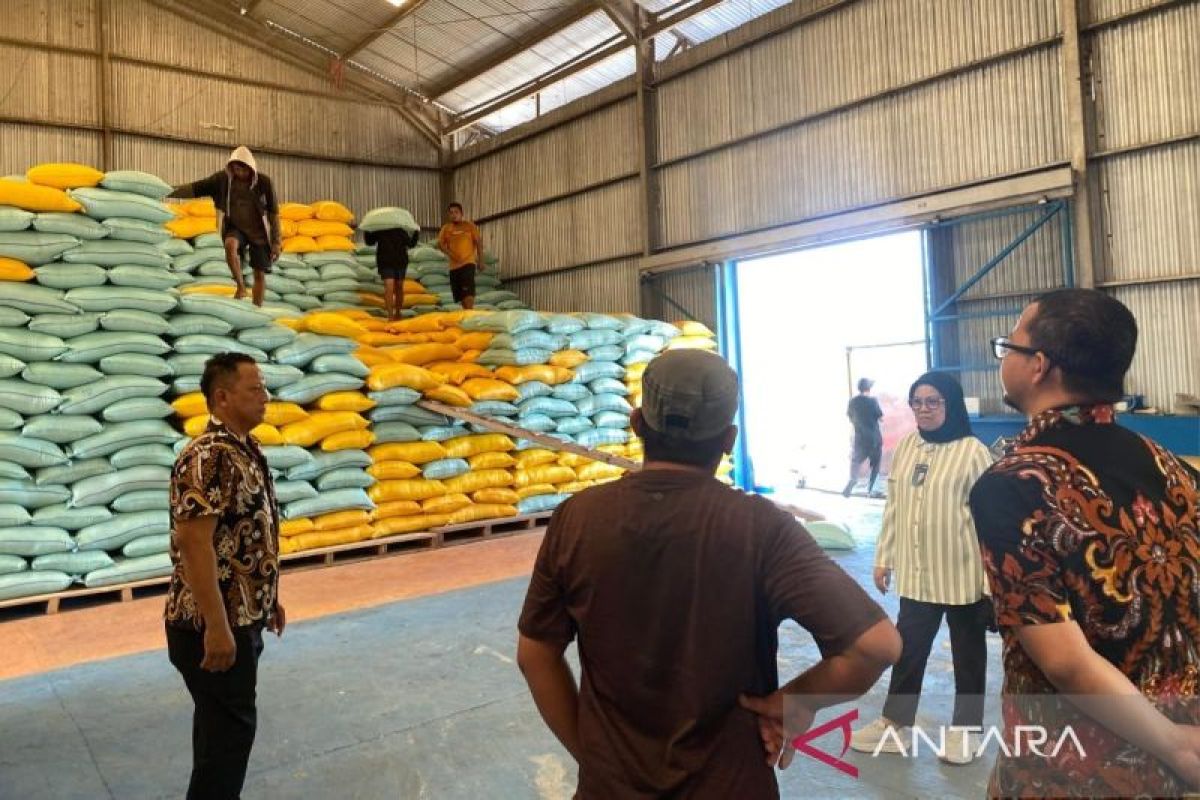 Bulog Bombana serap beras lokal dukung ketahanan pangan nasional