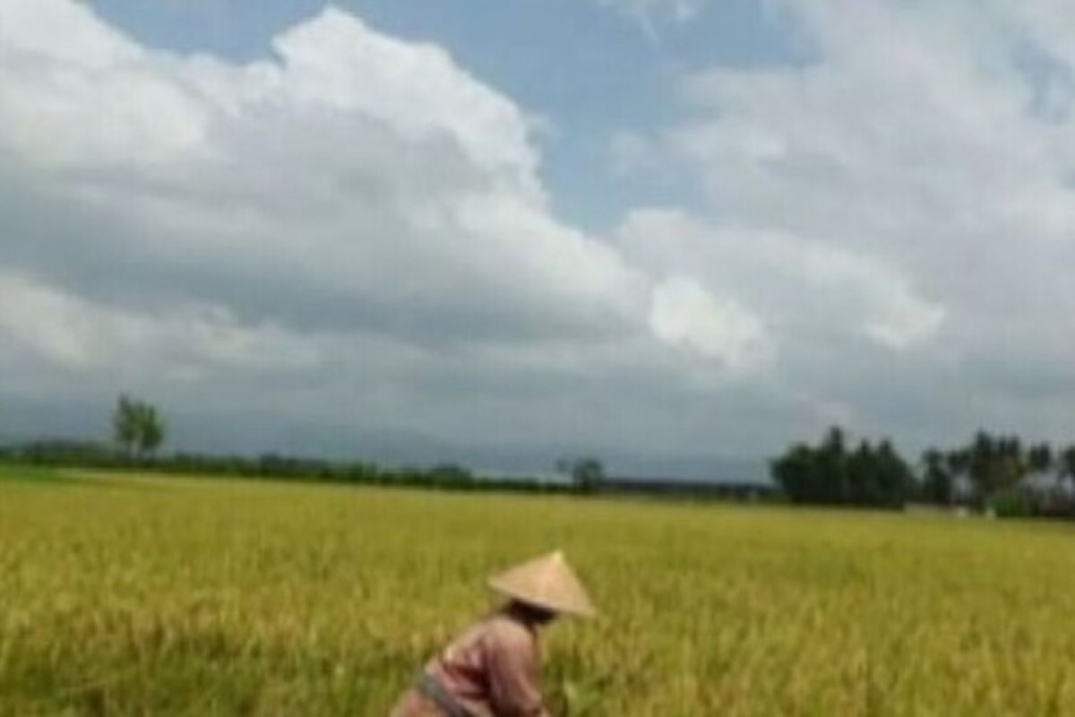 Petani berkesempatan mendaftar jadi penerima pupuk subsidi 2025