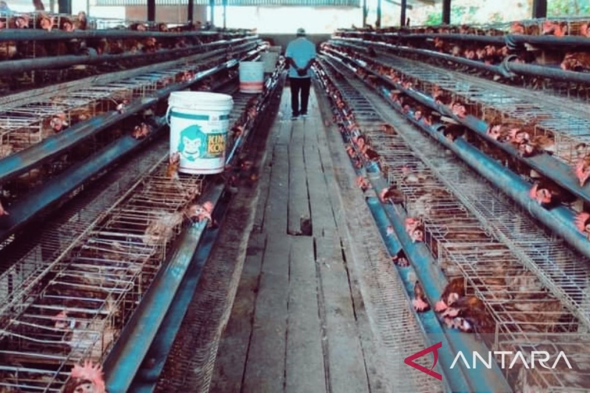 BRIDA Biak ciptakan inovasi pakan ternak ayam petelur lokal