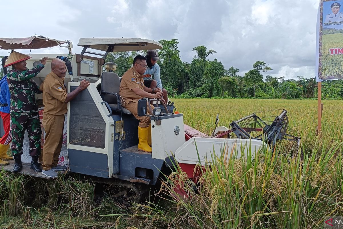 Pemkot Jayapura panen raya padi Koya Barat