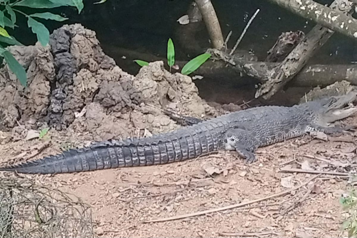 Damkar dan warga Bintan pasang perangkap cegah buaya naik ke darat