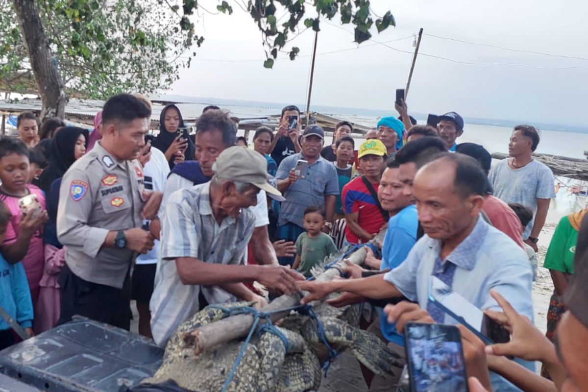 Kemarin, buaya gegerkan warga, pencuri diringkus hingga waspadai bencana hindrometrologi di NTB