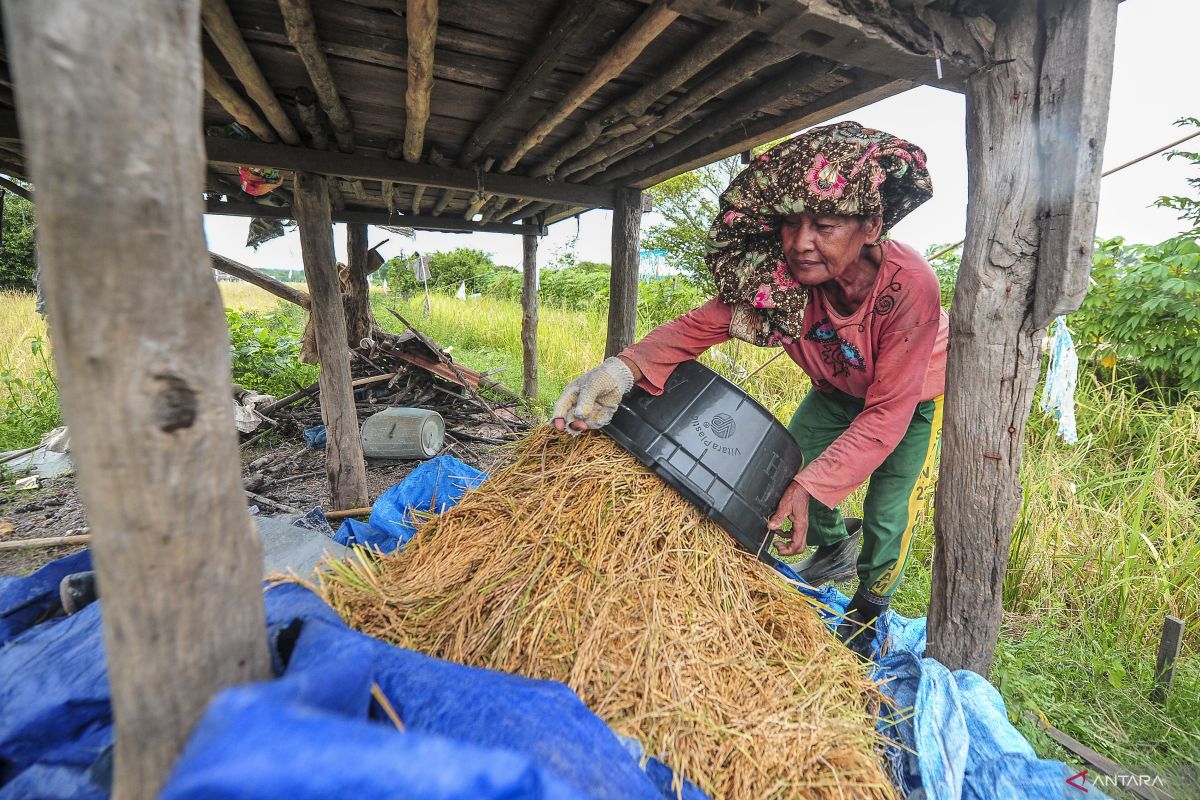 Menyelamatkan gabah petani di musim panen