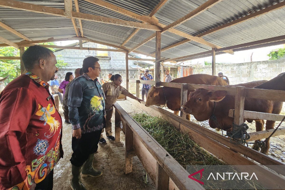 Pemprov Papua berharap inseminasi buatan sukses tingkatkan produksi sapi