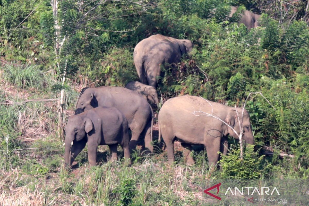 BKSDA catat masih ada 120 ekor gajah Sumatera yang hidup di TNBT Jambi