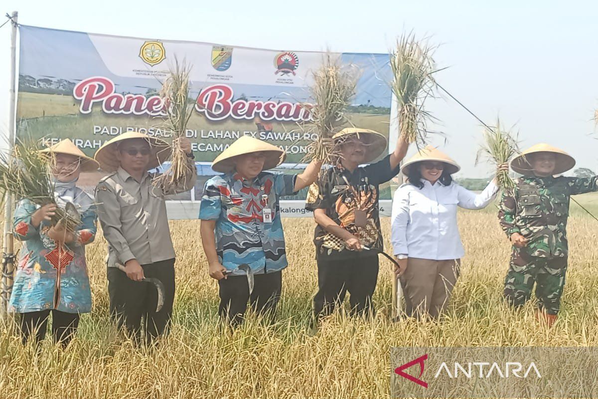 Kementan RI : Varietas unggul baru tanam padi lahan payau hasilkan 7,1 ton/ha