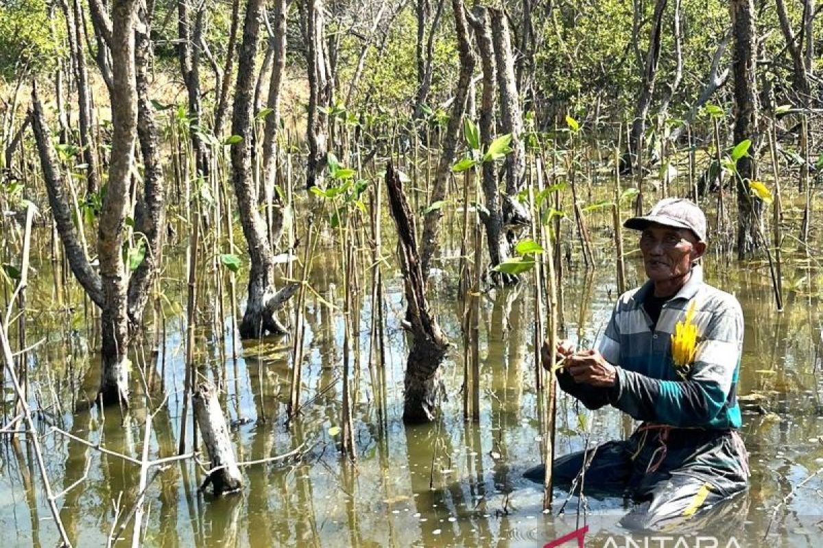 Pemkot Surabaya dan WVI kampanyekan mangrove bisa tingkatkan ekonomi