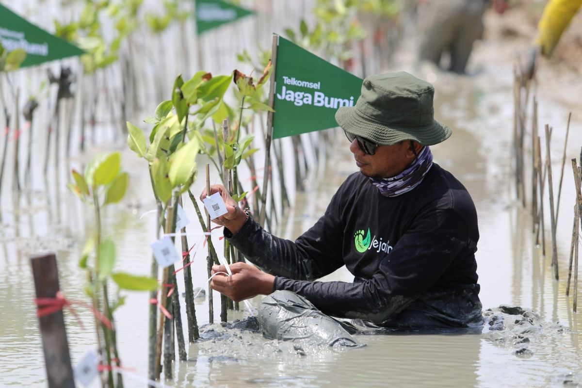 Telkomsel kembali tanam 10.600 mangrove hasil donasi poin pelanggan