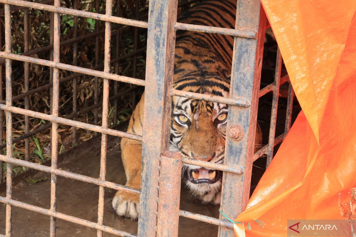 Masyarakat namai Harimau Sumatra yang masuk perangkap Gadih Mudiak Aia