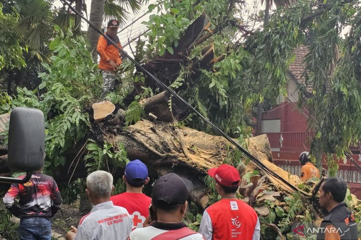 BPBD Kabupaten dan Kota Malang tangani pohon tumbang akibat angin kencang