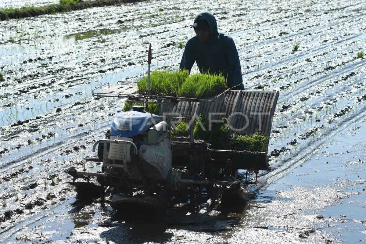 Optimalisasi desa sebagai pilar swasembada pangan