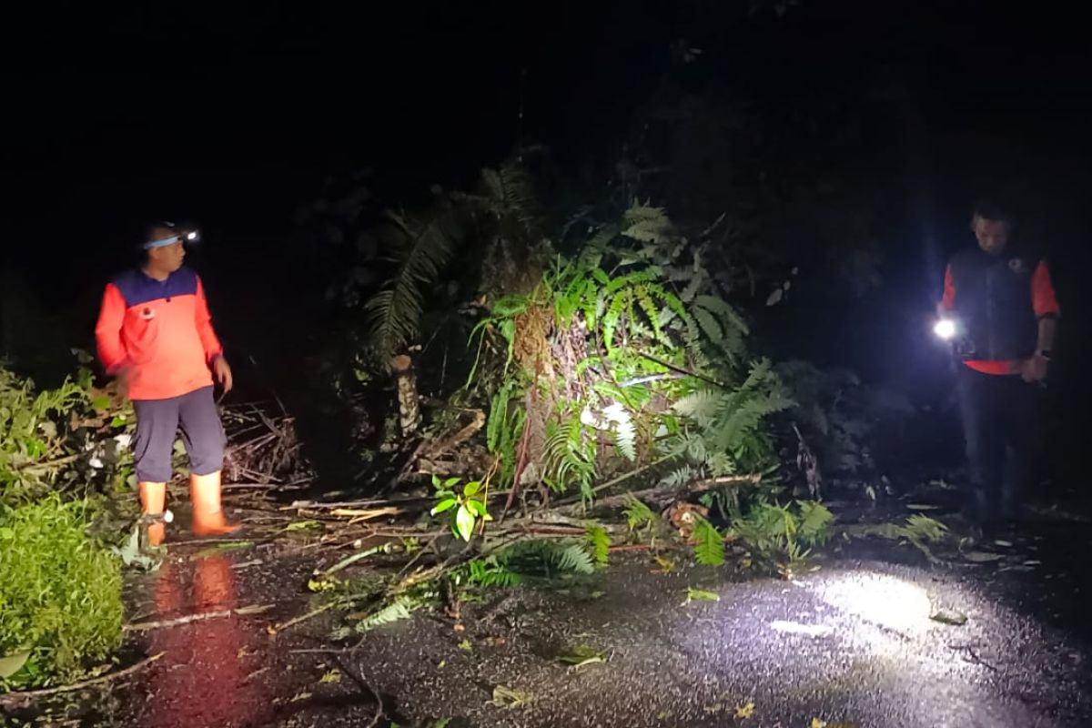 Curah hujan tinggi, tanah longsor hingga pohon tumbang landa jalan Rimbo Malampah Pasaman