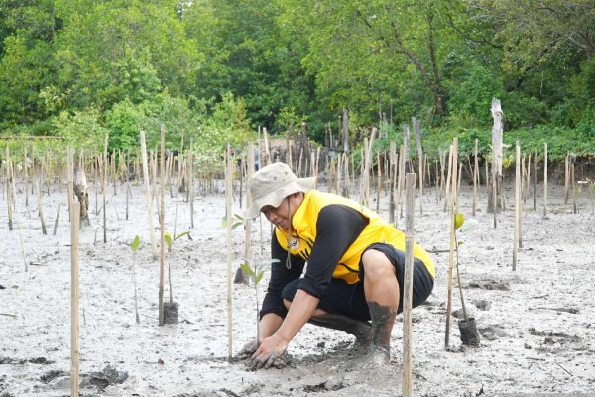 ULM hijaukan laboratorium lahan basah di hutan mangrove