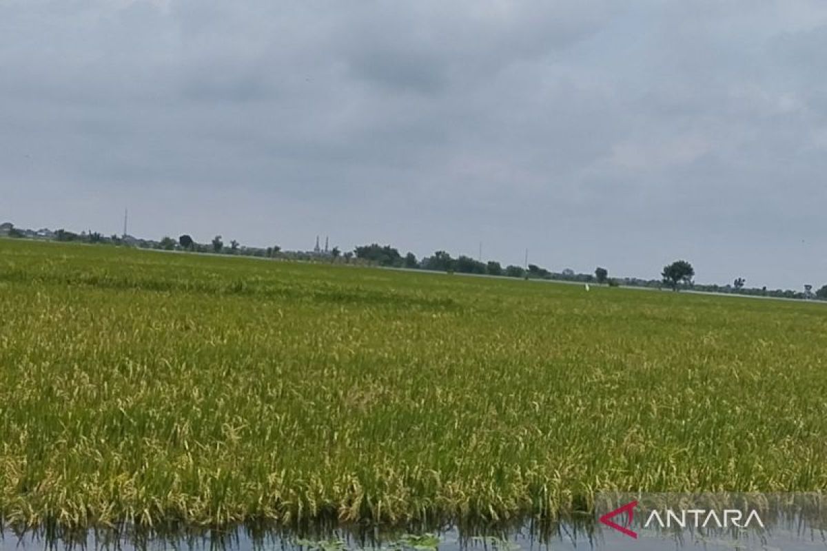 Pemkab Kudus usulkan bantuan untuk 5.082 petani gagal panen