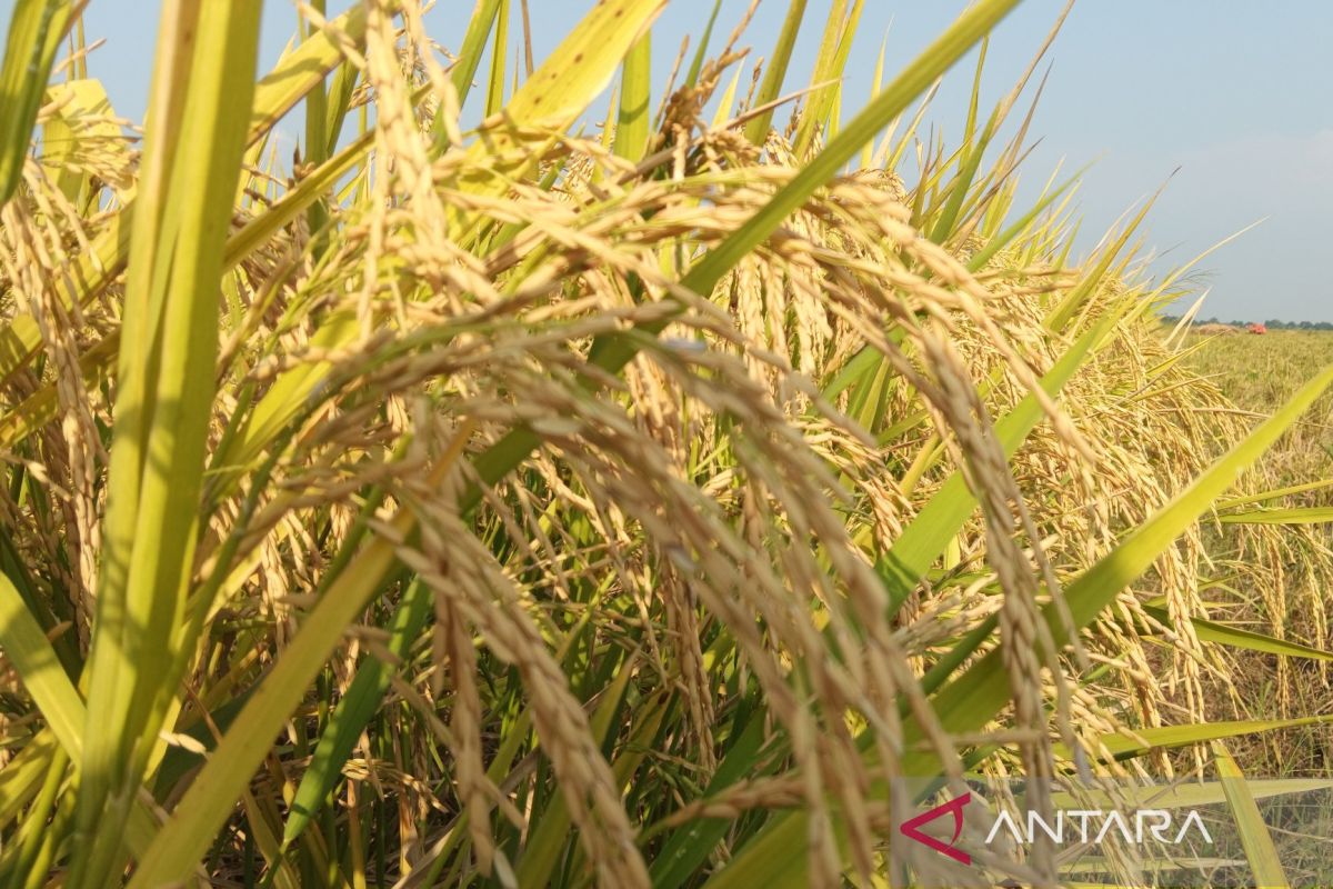 Pj Bupati OKI sebut serap beras petani dorong pertumbuhan ekonomi daerah