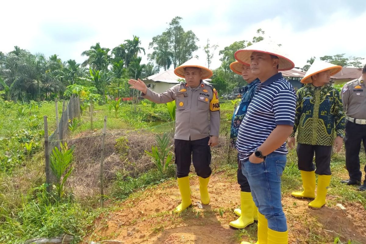 Dukung ketahanan pangan, Polsek Mandau manfaatkan lahan produktif