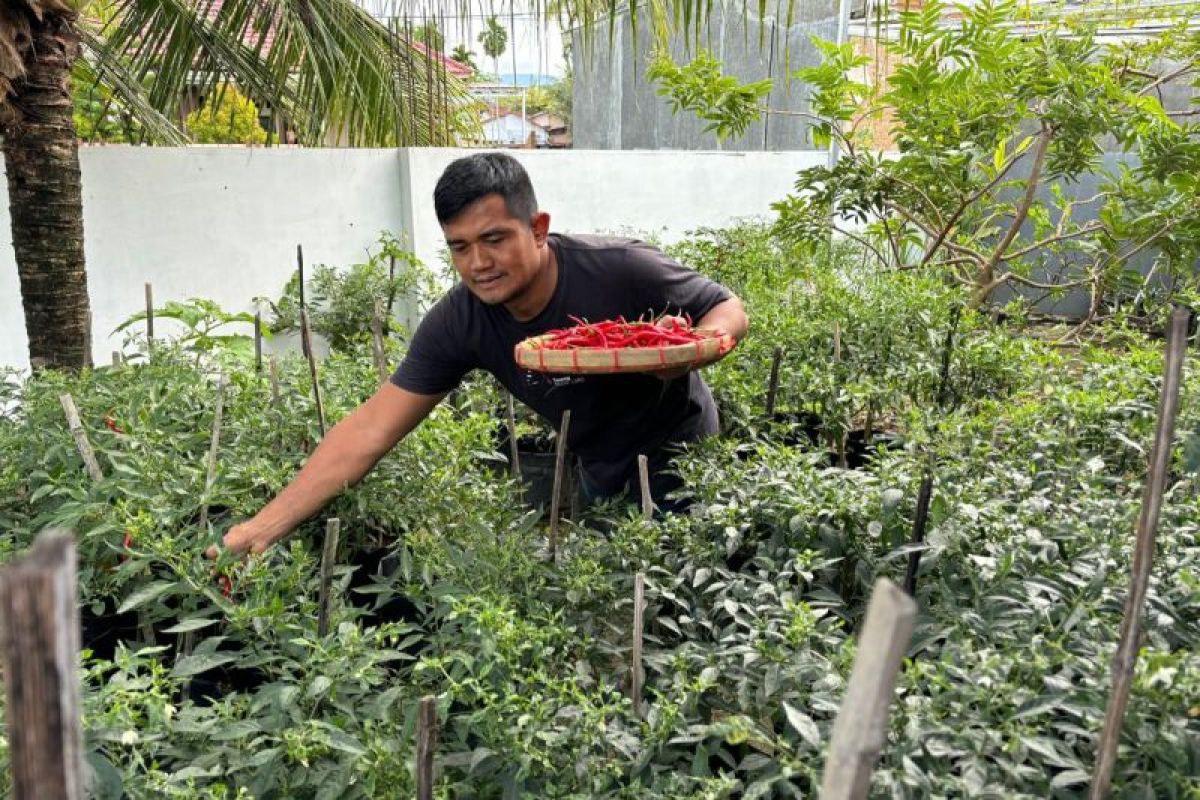 Kisah Adeka, Polisi di Padang yang sulap pekarangan jadi kebun cabai (Video)