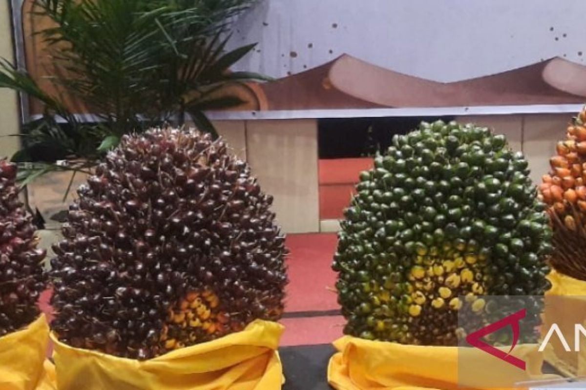 Harga kelapa sawit di Jambi tembus Rp3.612 per kilogram