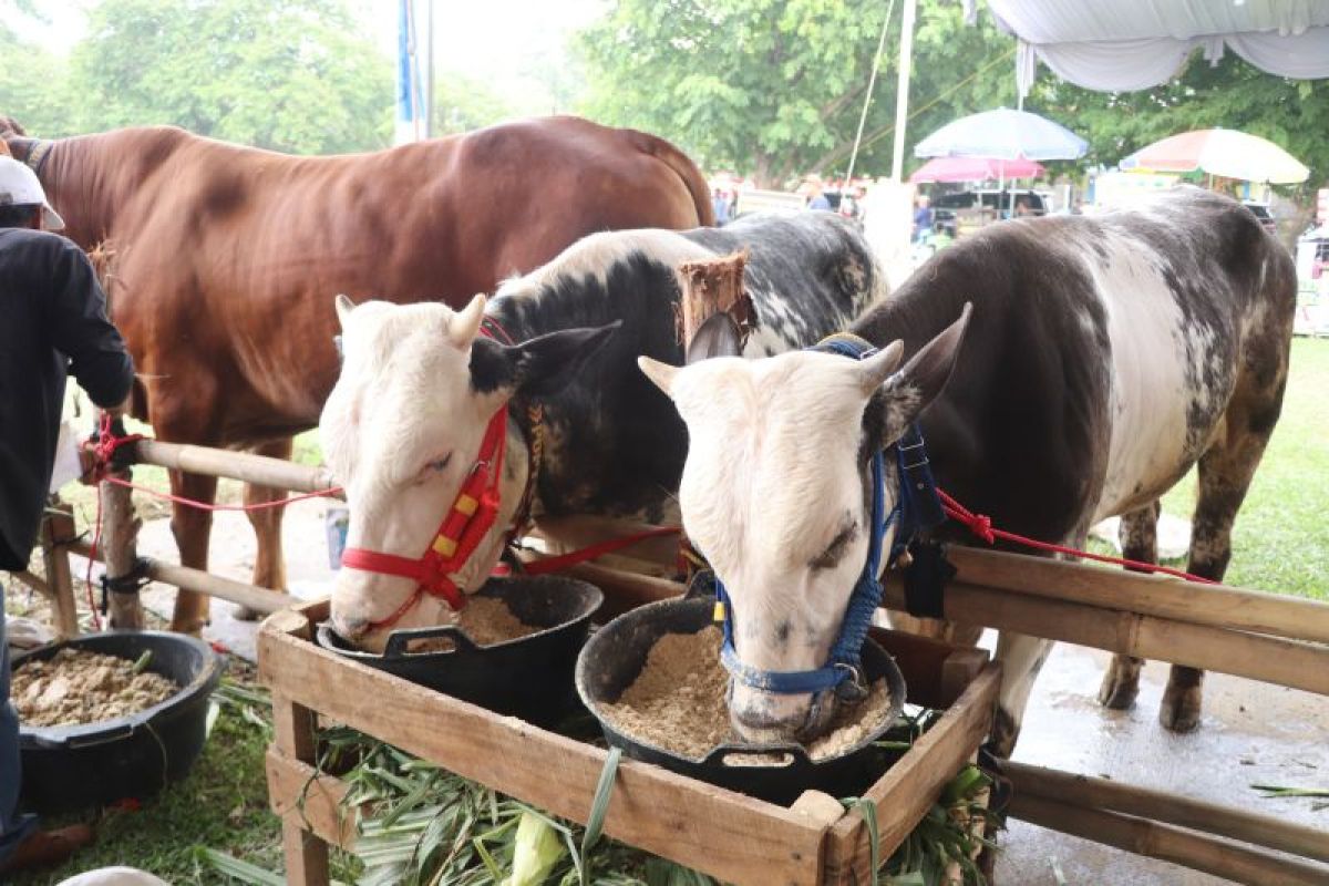 Produksi peternakan Lampung dukung makan bergizi gratis