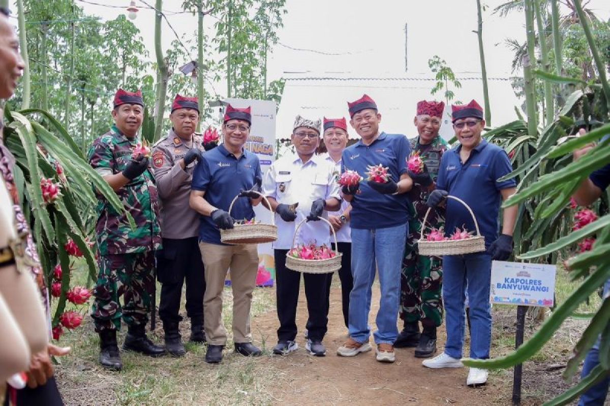 Dukung pengembangan komoditas lokal, Pupuk Kaltim pacu produktivitas buah naga Banyuwangi