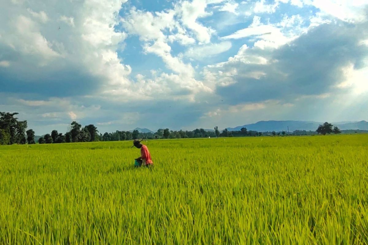 Begini upaya Lampung untuk mendukung program swasembada pangan nasional