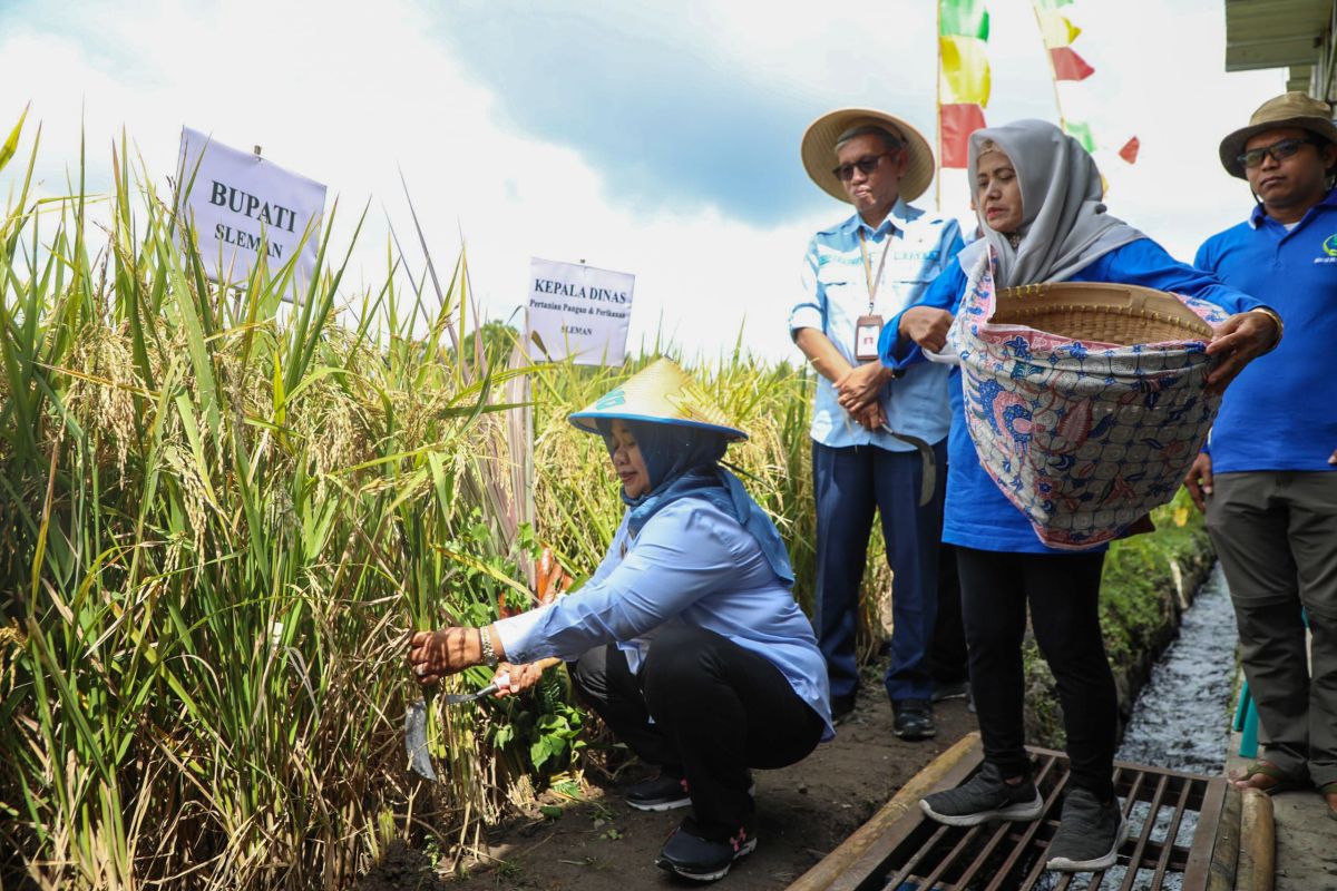 Kelompok Tani "Taruno Mulyo" gelar tradisi "Wiwitan" panen