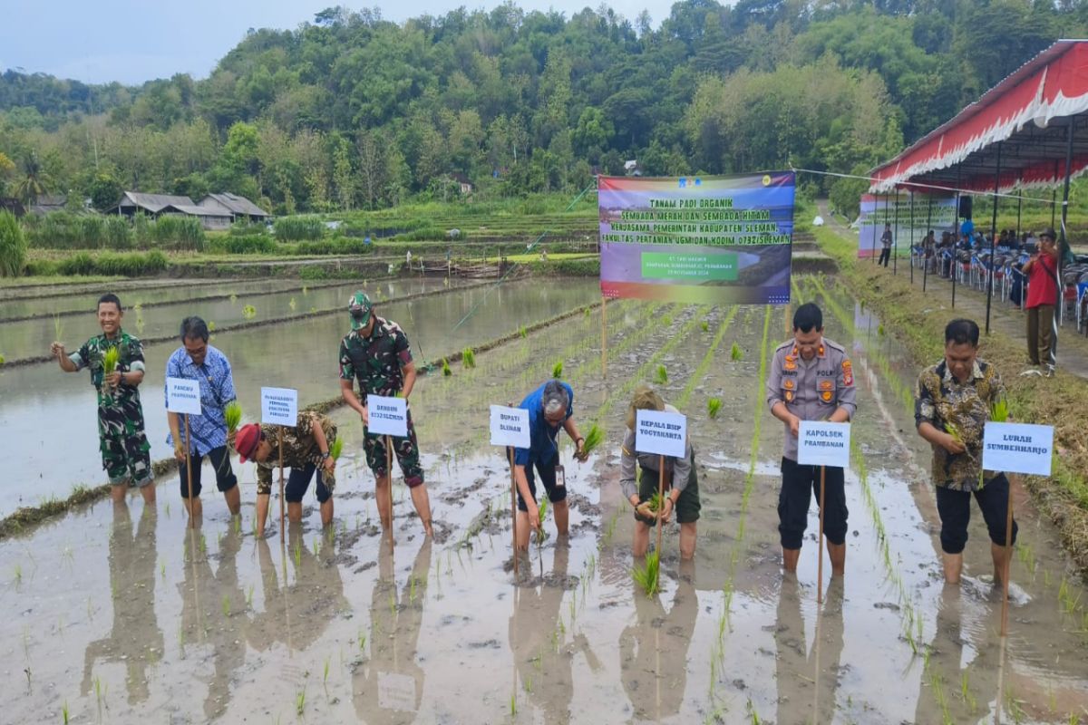 Sleman tanam padi organik Sembada Merah di Sumberejo