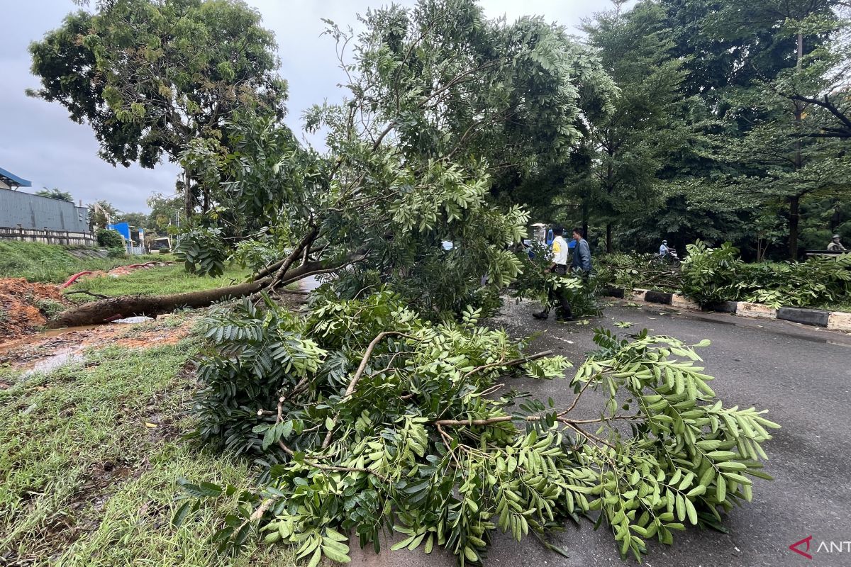 Disperkimtan Batam siagakan satgas untuk tangani pohon tumbang