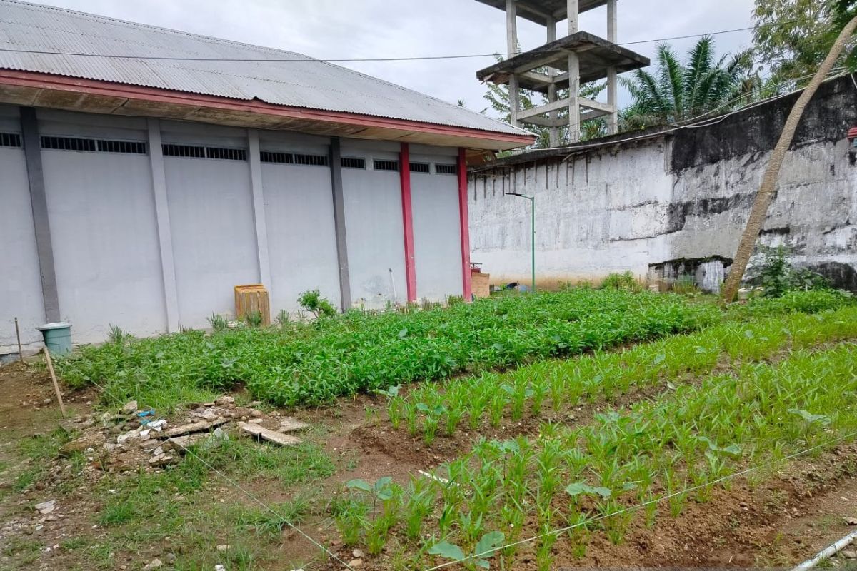 Lapas Lubuk Basung manfaatkan lahan kosong tanam sayur mayur