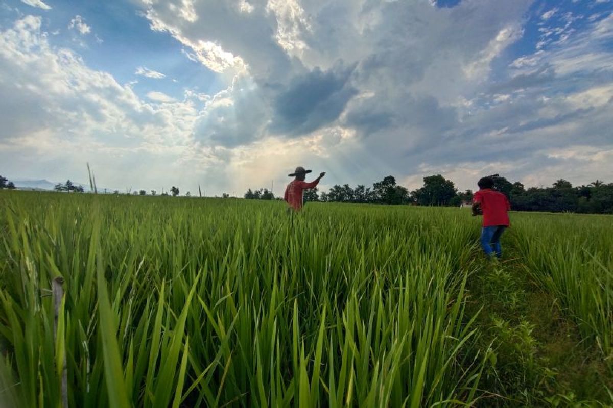 BPS: Nilai tukar petani Lampung 126,64 di November 2024